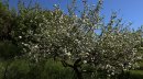 Pommier en fleur